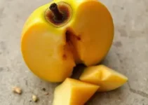 frutas mofadas