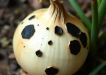 manchas pretas na cebola