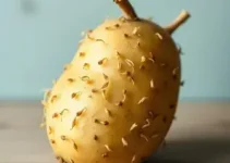 batata brotada pode comer