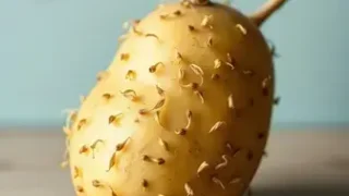 batata brotada pode comer