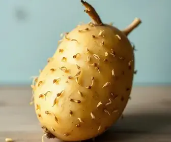 batata brotada pode comer