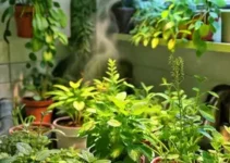 plantas que toleram vapor e pouca luz
