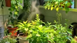 plantas que toleram vapor e pouca luz