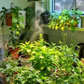 plantas que toleram vapor e pouca luz